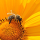 Čebelarska zveza z optimizmom zre v novo čebelarsko sezono