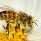 Pomen čebel za človeka in v naravi