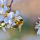 Čebelarska zveza ob pretopli zimi za dodatno finančno pomoč države