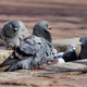 Hranjenje golobov na Ravnah vas lahko stane 100€