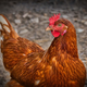 Kmetija Tibaot ponuja kokoši nesnice po ugodni ceni in z brezplačno dostavo
