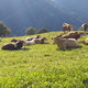 V MO Slovenj Gradec objavili javni razpis za sofinanciranje ukrepov na področju kmetijstva