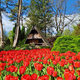 V Mozirskem gaju je tradicionalna razstava tulipanov in pomladnega cvetja v polnem razcvetu