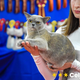 Na mednarodni razstavi mačk v Celju kar 20 različnih pasem (foto)