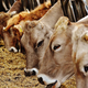 Golobova koalicija mimo kmetov in veterinarjev sprejela novelo Zakona o zaščiti živali, ki uvaja nadzor nevladnih aktivistov nad kmeti