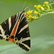 Na Kozjanskem doslej opazili več kot tisoč vrst metuljev, nekatere ovekovečene tudi na razstavi