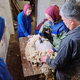 Utrinki s praktičnega pouka striženja ovac na Šolskem centru Šentjur