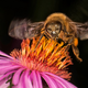 Prepoved premika čebelnjakov pri Dramljah