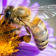 Bodo nevarni pesticidi spet pobijali čebele?
