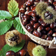 V gozd po zdrave jesenske plodove narave - vse koristi kostanja + recepti