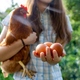 Bodo morale biti kokoši res prijavljene in označene?