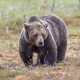 Turistični lov na medveda: pregleda ni, tujci ne potrebujejo posebnih dovoljenj