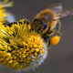 Naš obstoj je odvisen od drobnega bitja - čebele
