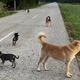 DL: Živali brez nadzora - Ko se na cesti pojavijo psi in konji