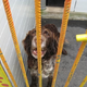 DL: Razočarana, kako so iz zavetišča poskrbeli za izgubljenega psa, slednji odgovarjajo ...