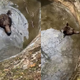 VIDEO: Nesrečnega medvedka uspešno rešili iz vodnjaka