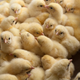 DNEVNA: Slovenija nadaljuje s sporno prakso mletja piščancev