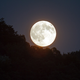 Prva polna luna v letu 2022: vpliv na 4 horoskopska znamenja