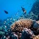 Letošnja okoljska prioriteta je zaščita koralnih grebenov