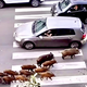 FOTO: Naši sosedi zaradi težav z divjimi svinjami uvedli policijsko uro in prepovedali piknike