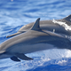 Delfinji iztrebki so ključni za ohranjanje koralnih grebenov