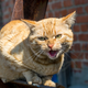 Srednješolka iz Maribora zaradi ugriza stekle mačke v smrtni nevarnosti