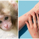 Bodo znanstveniki opičjim kozam zaradi napadov na opice spremenili ime?