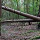 FOTO: Sprehajalce v Stražunu ovirajo podrta drevesa
