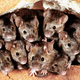 FOTO: Nenadzorovano razmnoževanje podgan v Mariboru