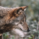 Slovenija se pridružuje pozivom k okrepljeni zaščiti volkov