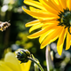 Slovensko čebelarstvo so vpisali na Unescov seznam dediščine