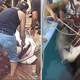 VIDEO: Morskega psa iz priljubljenega letovišča pretepli do smrti
