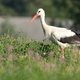 Če sezona ni dovolj dobra, štorklja vrže iz gnezda mladiča ali jajce