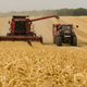 DNEVNA: Zaradi ukrajinskega žita slovenska pšenica manj vredna