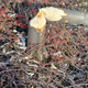 FOTO: Mariborski bober ponovno »prenavlja« Lent