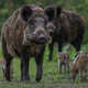 V okolici Maribora vse več divjih prašičev, lovci razmere še obvladujejo