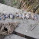 Pogin mladih ptic: Se je to zgodilo iz radovednosti ali objestnosti?
