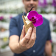 FOTO in VIDEO: Ustvarili prvi vanilijev sladoled iz slovenske vanilije