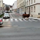 VIDEO: Vozniki, previdno! Po Mariboru tava pobegla krava