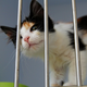 Mariborsko zavetišče poka po šivih, primorani zaustaviti sprejem mačk