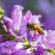 Čebelam lahko pomaga vsak od nas: Doma posadite te medovite rastline
