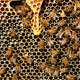 V Zagrebu odslej tudi roj čebel avtohtone slovenske vrste