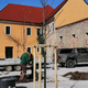 Maribor bogatejši za nova drevesa: Na Lentu začeli z zasaditvijo črems in vrb