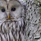 Poškodovana sova bije tekmo s časom, kdo lahko pomaga pri nujnem prevozu?