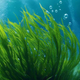 Zelena moč iz morskih globin