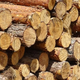 Občina prodaja več kot 40 kubičnih metrov lesa: Cena vas lahko preseneti