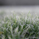 Zjutraj možna slana: Kako zaščititi vrt pred nizkimi temperaturami?