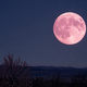 Rožna polna luna prinaša preobrat, ta znamenja čakajo pomembna spoznanja