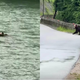 VIDEO: Srečal medveda, ki je preplaval reko
