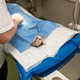 Štajerska veterinarska bolnica razkriva nove podrobnosti spornega primera